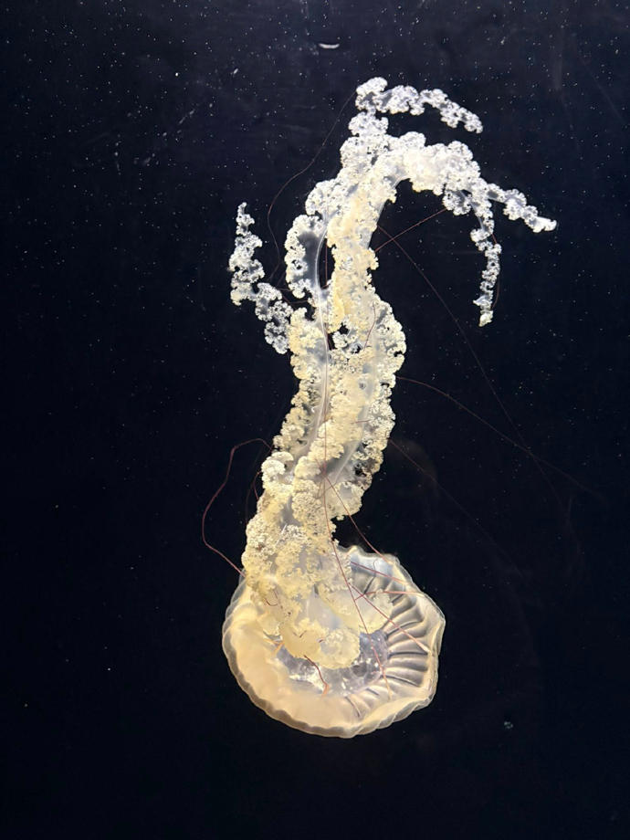 JellyfishKLEIN.jpg