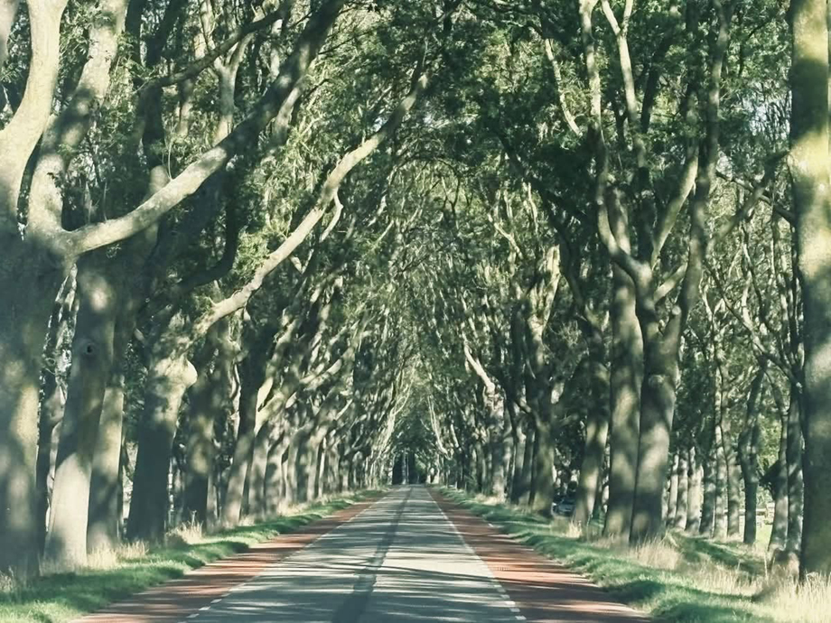 GameofThronesDarkHedges.jpg