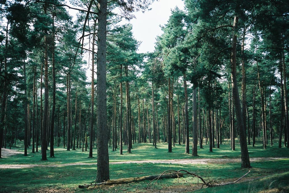 ommen.jpg