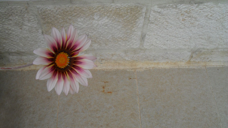 flower1.jpg