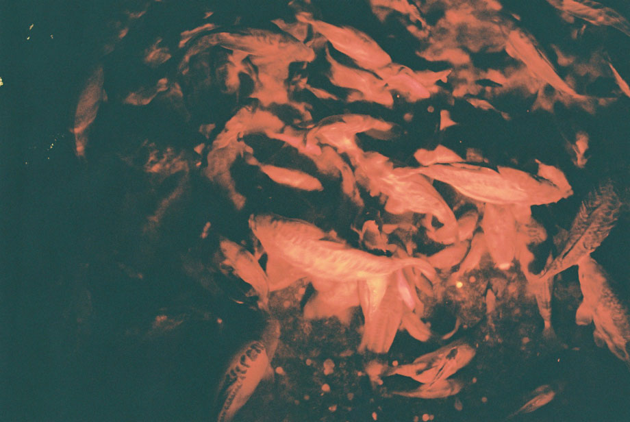 fish1.jpg