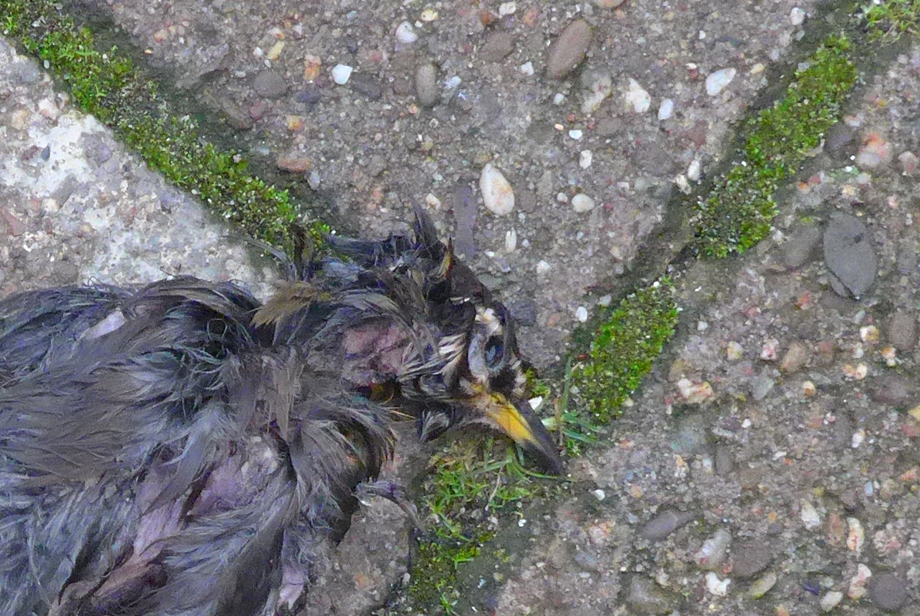 blackdeadbird.jpg